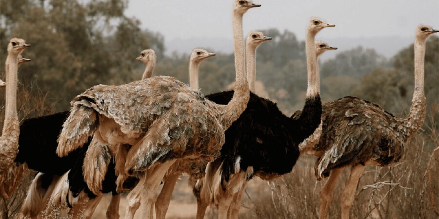 Agadir: Sous Massa National Park Desert Safari Tour & Lunch - How good is the $102 value?