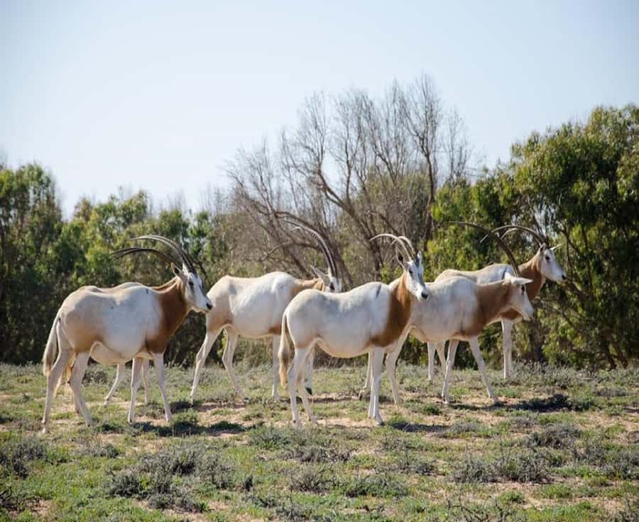 Agadir: Sous Massa National Park Desert Safari Tour & Lunch - Sidi Rbat and the Atlantic edge