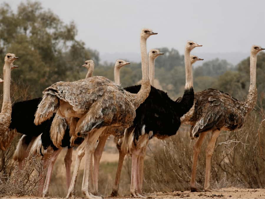 Agadir: Sous Massa National Park Desert Safari Tour & Lunch - The fishermen’s cave and Souss River wetlands