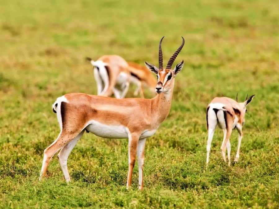 Agadir: Sous Massa National Park Desert Safari Tour & Lunch - Watching animals inside the national park