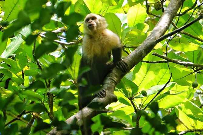 All Inclusive National Park Manuel Antonio with Binoculars - Ending at Manuel Antonio’s beach