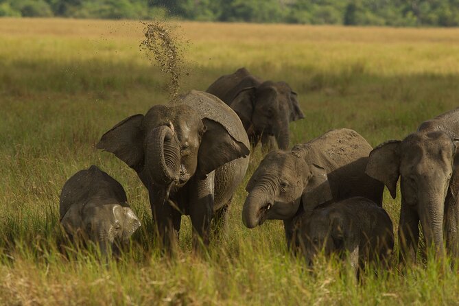 All Inclusive Private Safari in Minneriya National Park - Why an afternoon at Minneriya works so well