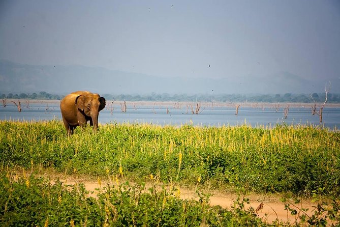 All Inclusive Private Safari in Minneriya National Park - Beyond elephants: deer, buffalo, lizards, and birds