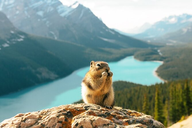 Along Icefields Parkway: Peyto Lake, Bow Lake & Columbia Icefield - The Columbia Icefield and the optional Ice Explorer