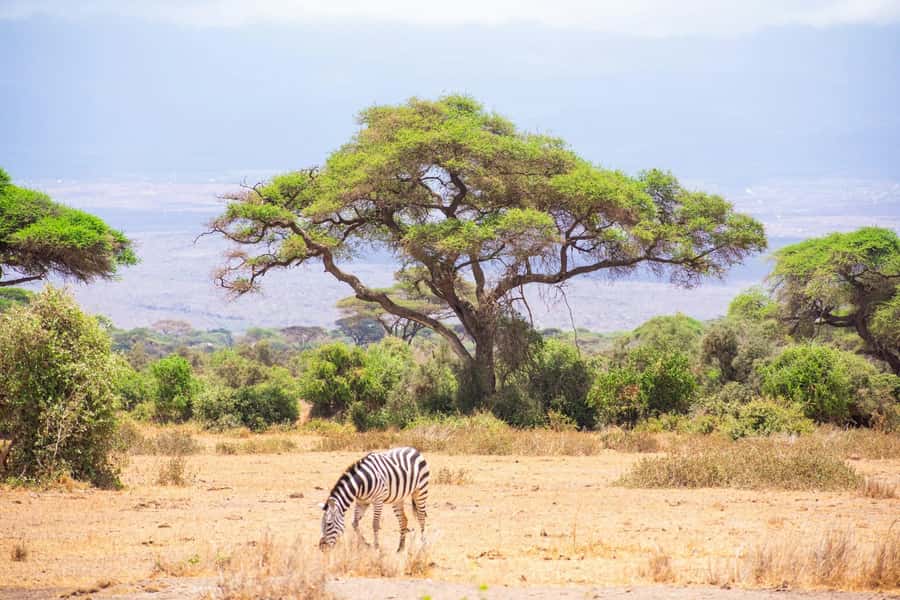 Amboseli National Park: Full Day Tour From Nairobi - Why Amboseli makes a strong Nairobi day trip