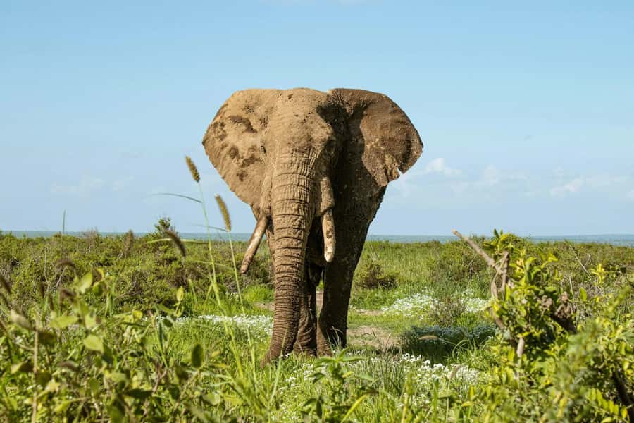 Amboseli National Park: Full Day Tour From Nairobi - Five hours of game drives and wildlife watching