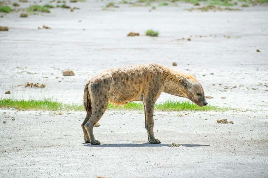 Amboseli National Park: Full Day Tour From Nairobi - The afternoon drive back to Nairobi