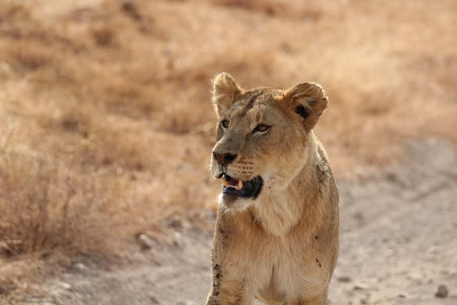 Amboseli National Park: Full Day Tour From Nairobi - Leaving Nairobi before sunrise