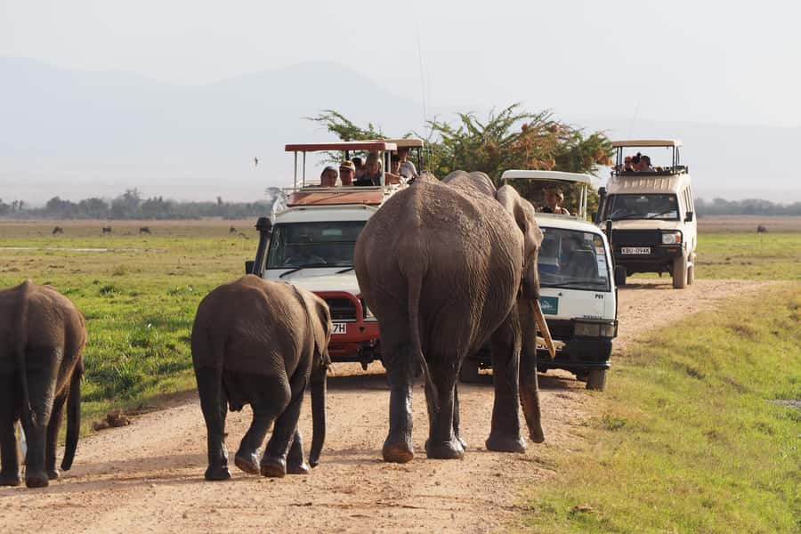 Amboseli National Park: Guided Full Day Tour - Why Amboseli Works So Well for a Day Safari