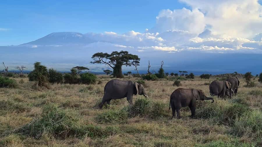 Amboseli National Park: Guided Full Day Tour - The Nairobi Pickup and Long Road South
