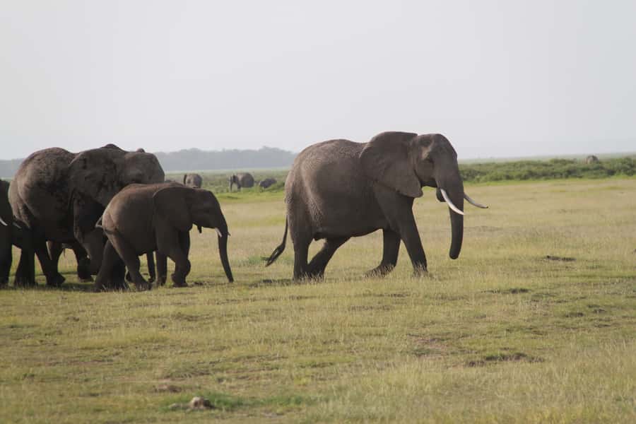 Amboseli National Park: Guided Full Day Tour - Elephants, Lions, Zebras, and Open Views