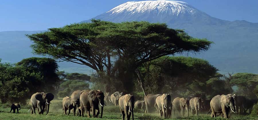 Amboseli National Park: Guided Full Day Tour - Entering Amboseli National Park