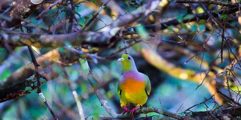 Anuradhapura: Full-Day Wilpattu All Inclusive Private Safari - Why Wilpattu rewards a full day
