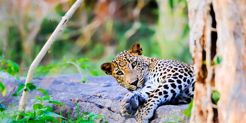 Anuradhapura: Full-Day Wilpattu All Inclusive Private Safari - Ten hours inside Wilpattu National Park