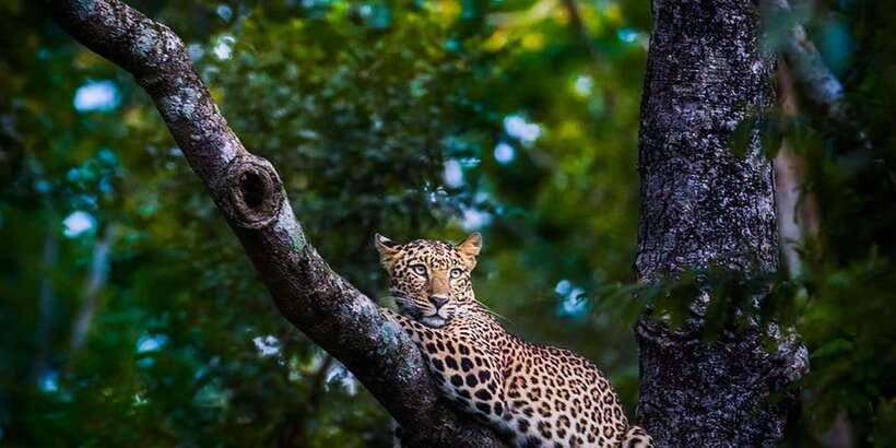 Anuradhapura: Full-Day Wilpattu All Inclusive Private Safari - Searching for leopards without false promises