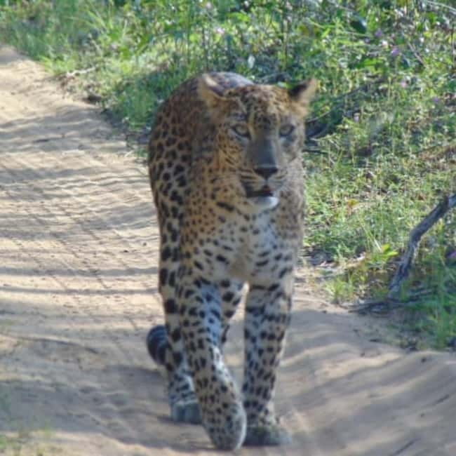 Anuradhapura: Full-Day Wilpattu All Inclusive Private Safari - Who should book this safari
