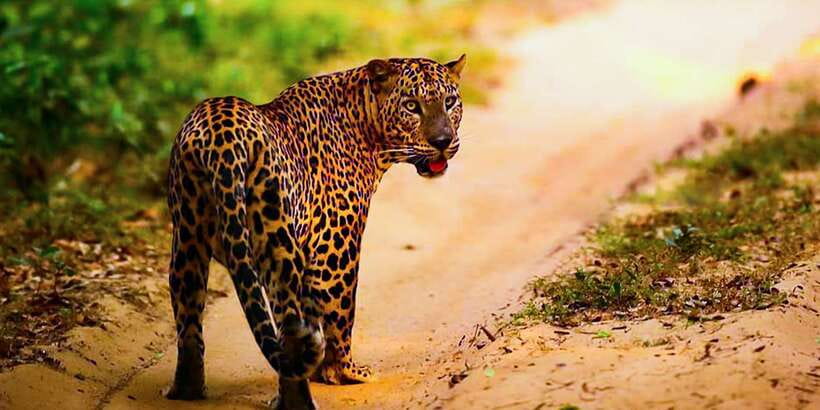 Anuradhapura: Full-Day Wilpattu All Inclusive Private Safari - My verdict on Beyond Escapes and Wilpattu