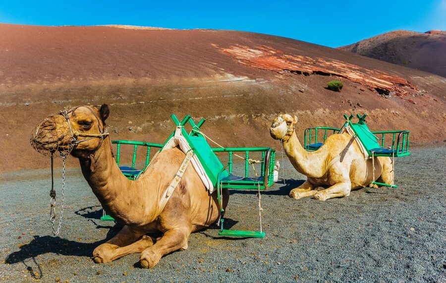 Arrecife: Timanfaya and Green Lagoon for Cruise Passengers - What the bus tour feels like in practice