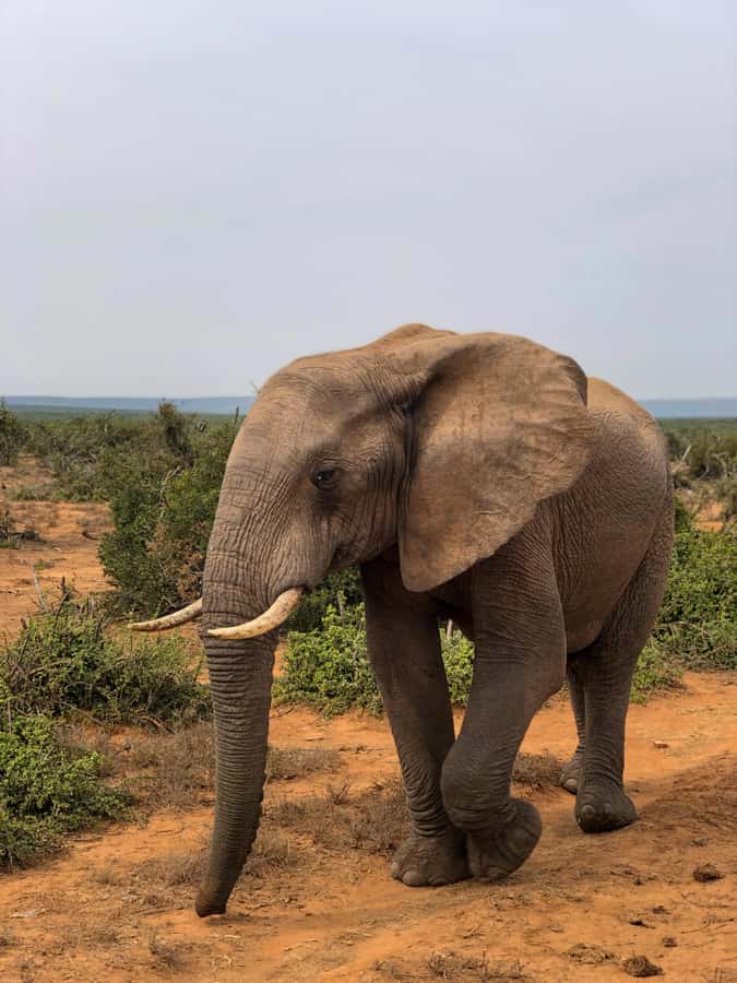 Arusha: 3-Day Serengeti & Ngorongoro Crater Big Five Safari - Key points to know before booking