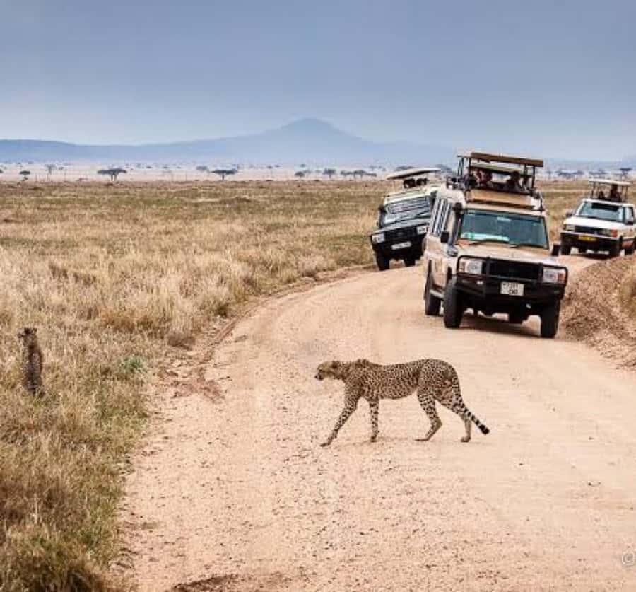 Arusha: 3-Day Serengeti & Ngorongoro Crater Big Five Safari - Day two: sunrise in the Serengeti, then the crater rim