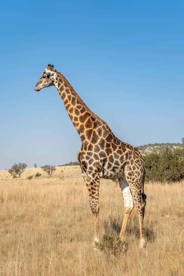 Arusha: 3-Day Serengeti & Ngorongoro Crater Big Five Safari - Lodges or camping: choose your comfort level