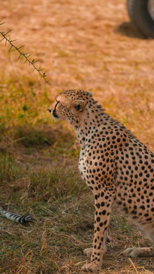 Arusha: 3-Day Serengeti & Ngorongoro Crater Big Five Safari - Food, vehicle, and guide quality