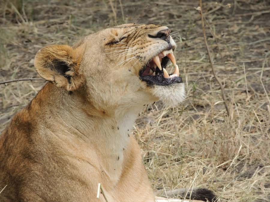 Arusha: 3-Day Serengeti & Ngorongoro Crater Big Five Safari - Who should book this safari?