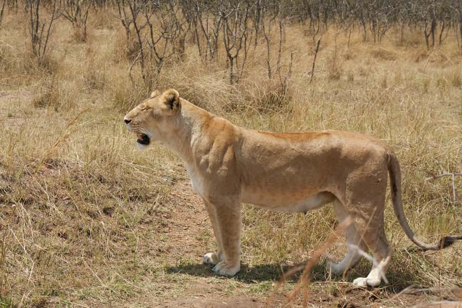 Arusha: 3-Day Serengeti & Ngorongoro Crater Big Five Safari - Should you book it?