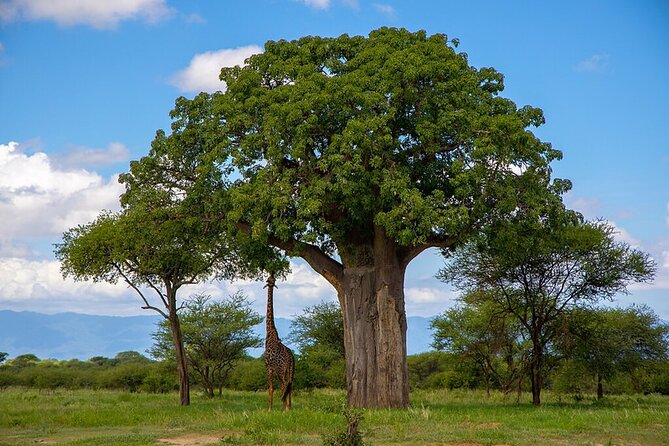 Arusha: 5 days Safari Trip Tarangire, Lake Manyara and Ngorongoro - Day one: Tarangire’s elephants and baobabs