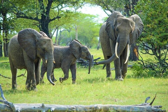 Arusha: 5 days Safari Trip Tarangire, Lake Manyara and Ngorongoro - Day five: Returning to Arusha