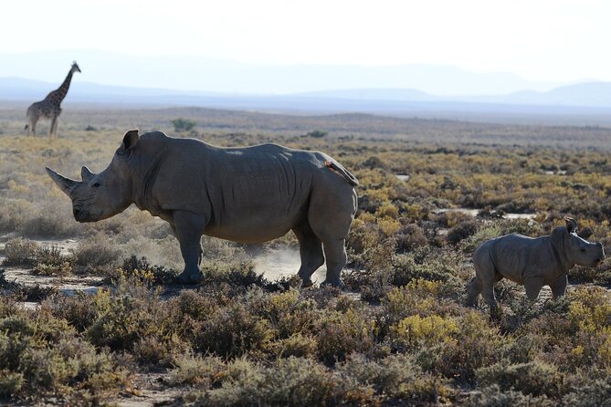 Arusha: 5 days Safari Trip Tarangire, Lake Manyara and Ngorongoro - Who should book this safari