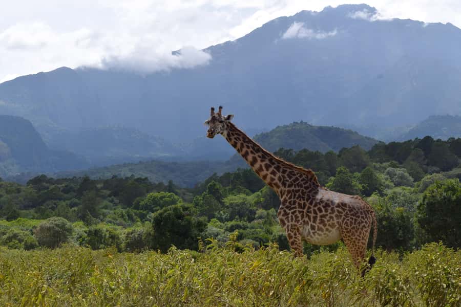 Arusha National Park Full-Day Safari - Morning game drive: forest, grassland, and first sightings