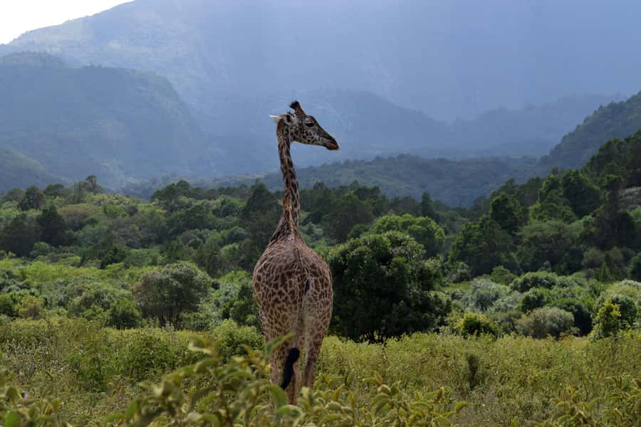 Arusha National Park Full-Day Safari - Lake lunch: a quiet break in the middle of the day