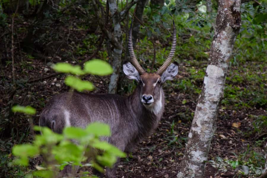 Arusha National Park Full-Day Safari - Van or safari vehicle: which should you choose?