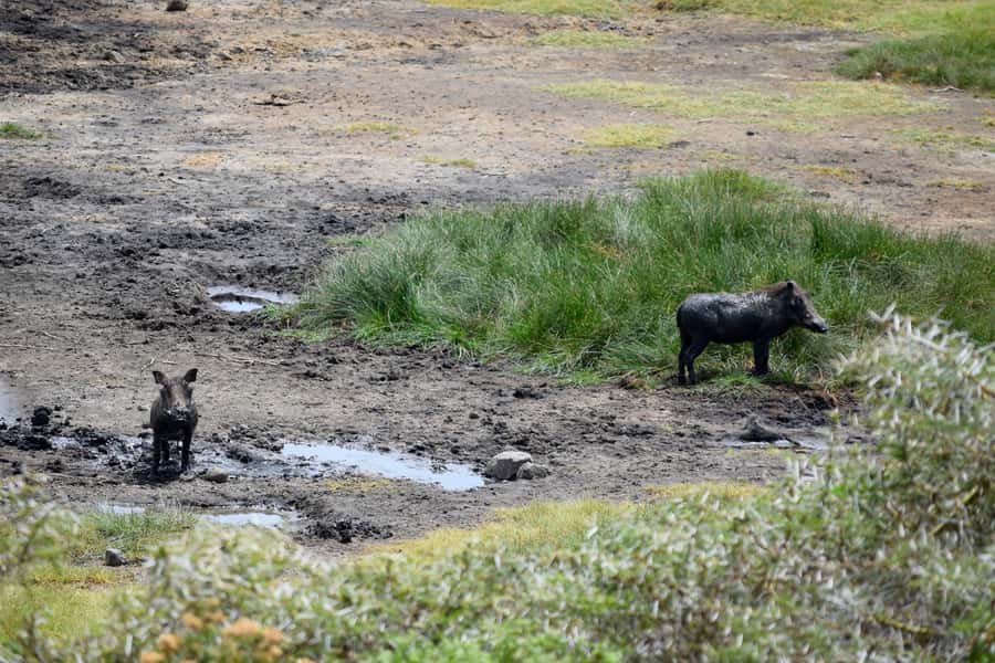 Arusha National Park Full-Day Safari - What the $195 price really covers