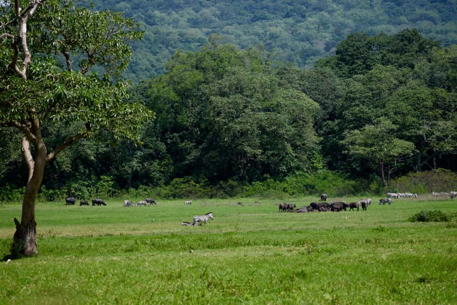 Arusha National Park Full-Day Safari - The guides are a major part of the experience