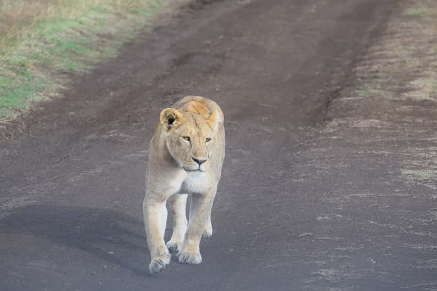 Arusha: Serengeti and Ngorongoro Multi-Day Camping Safari - Key points to know before booking