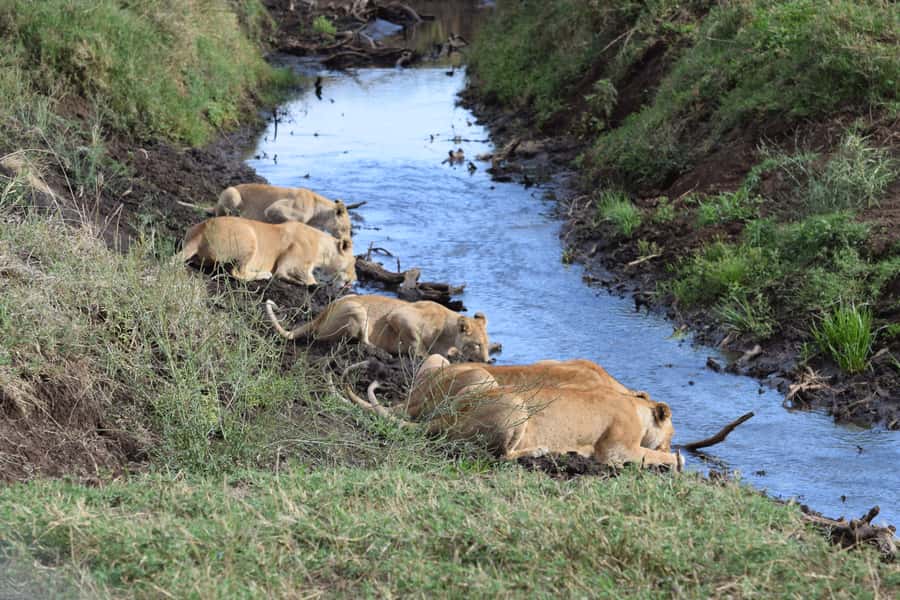 Arusha: Serengeti and Ngorongoro Multi-Day Camping Safari - Why this four-day safari works