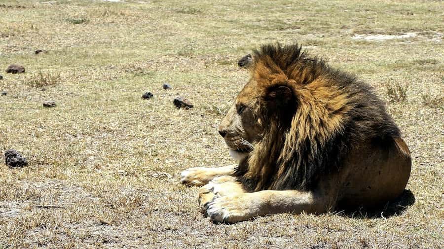 Arusha: Serengeti and Ngorongoro Multi-Day Camping Safari - Day three: leaving Serengeti for Ngorongoro