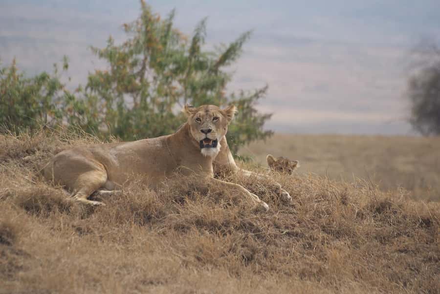 Arusha: Serengeti and Ngorongoro Multi-Day Camping Safari - Camping, meals, and daily comfort