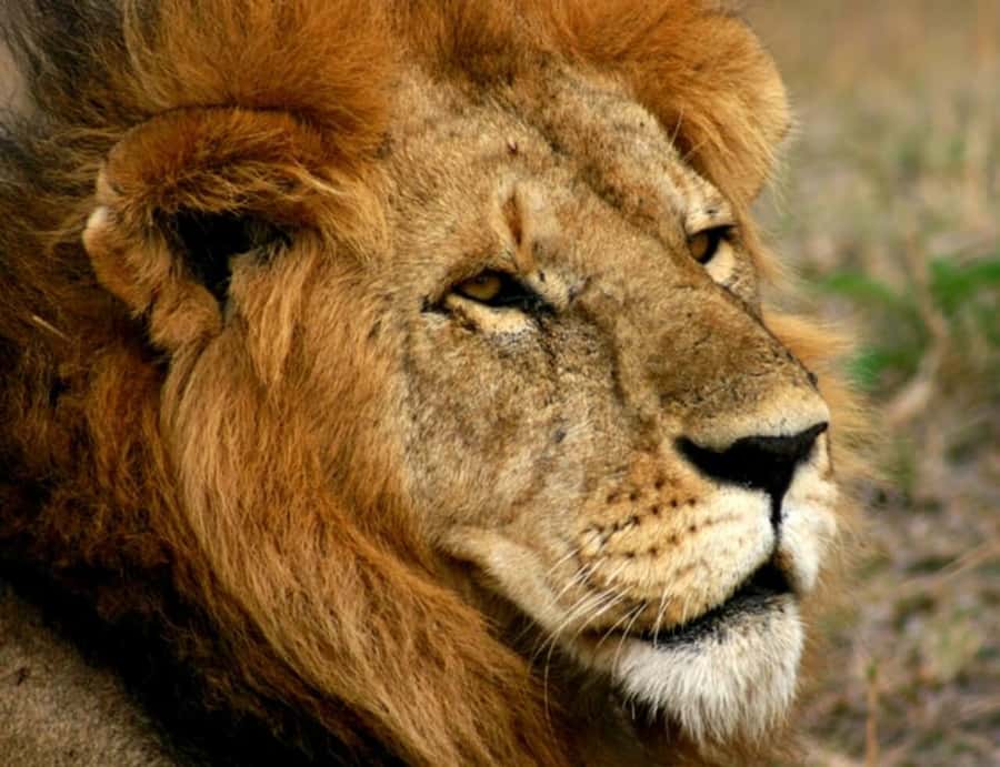 Arusha: Serengeti and Ngorongoro Multi-Day Camping Safari - Should you book the Serengeti and Ngorongoro camping safari?