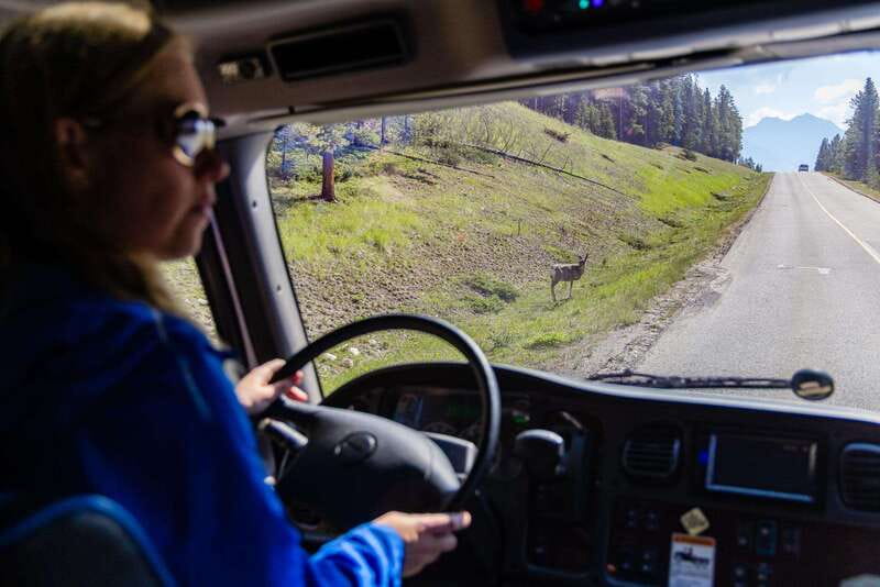 Banff: Evening Wildlife Safari Guided Tour - Key points to know before booking