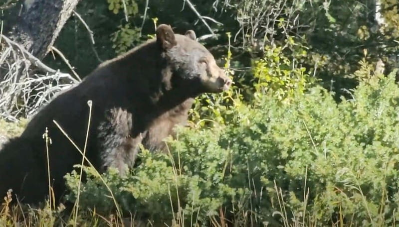 Banff: Evening Wildlife Safari Guided Tour - Riding through Banff National Park at dusk
