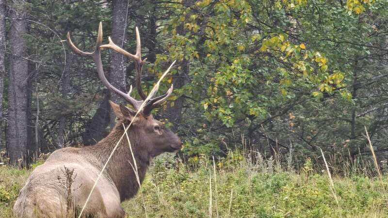 Banff: Evening Wildlife Safari Guided Tour - The animals you have the best chance of seeing