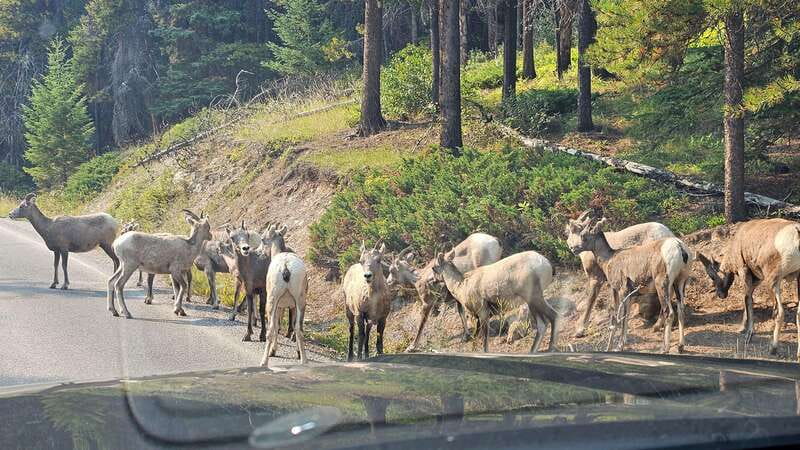 Banff: Evening Wildlife Safari Guided Tour - Why the guide matters more than the animal checklist
