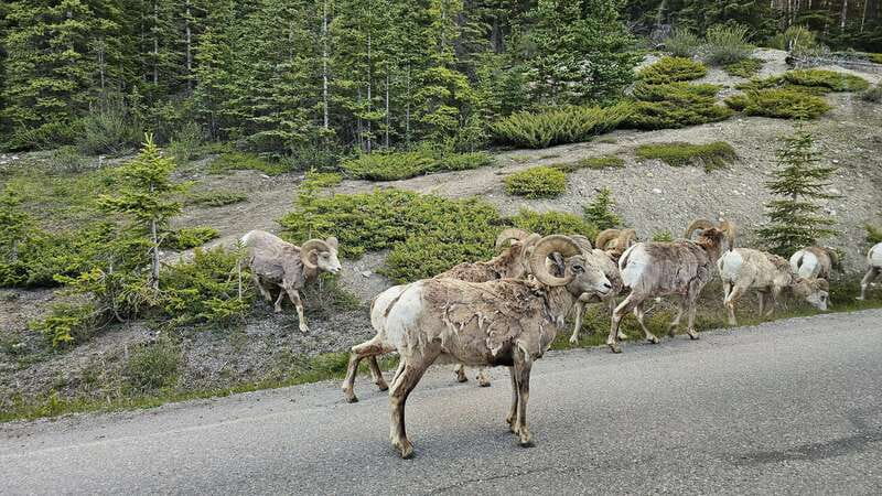 Banff: Evening Wildlife Safari Guided Tour - Is $55 a fair price?