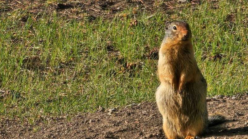 Banff: Evening Wildlife Safari Guided Tour - Who should book this experience?