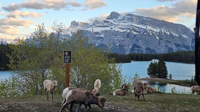 Banff: Evening Wildlife Safari Guided Tour - Booking advice and cancellation details