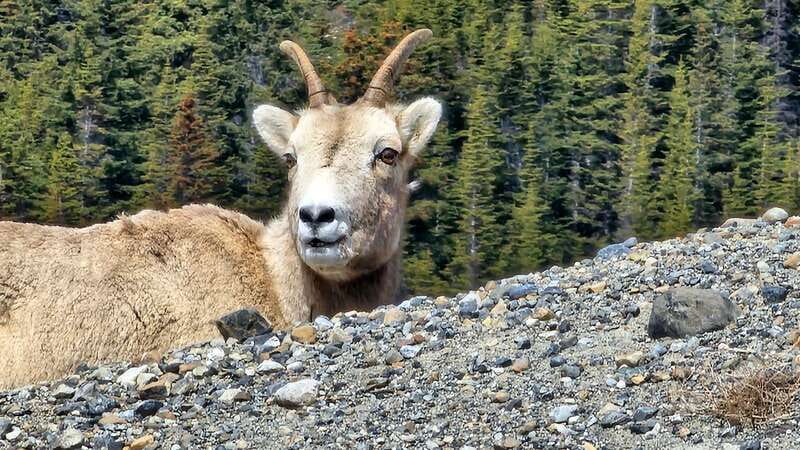 Banff: Evening Wildlife Safari Guided Tour - Hotel pickup, timing, and the first few minutes