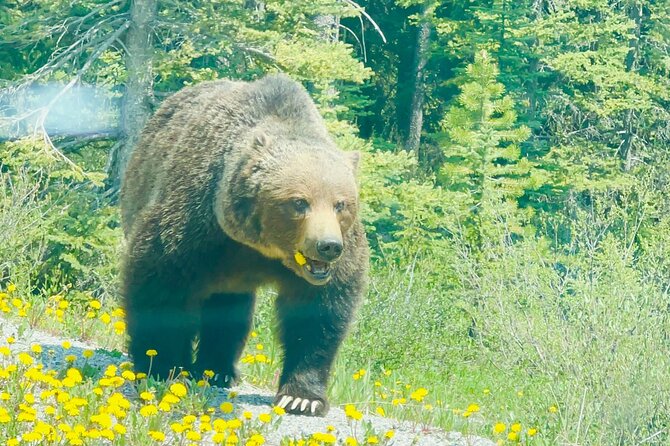 Banff Gondola Hot Springs Bow Falls and Three Lakes tour - Lunch and free time on Banff Avenue